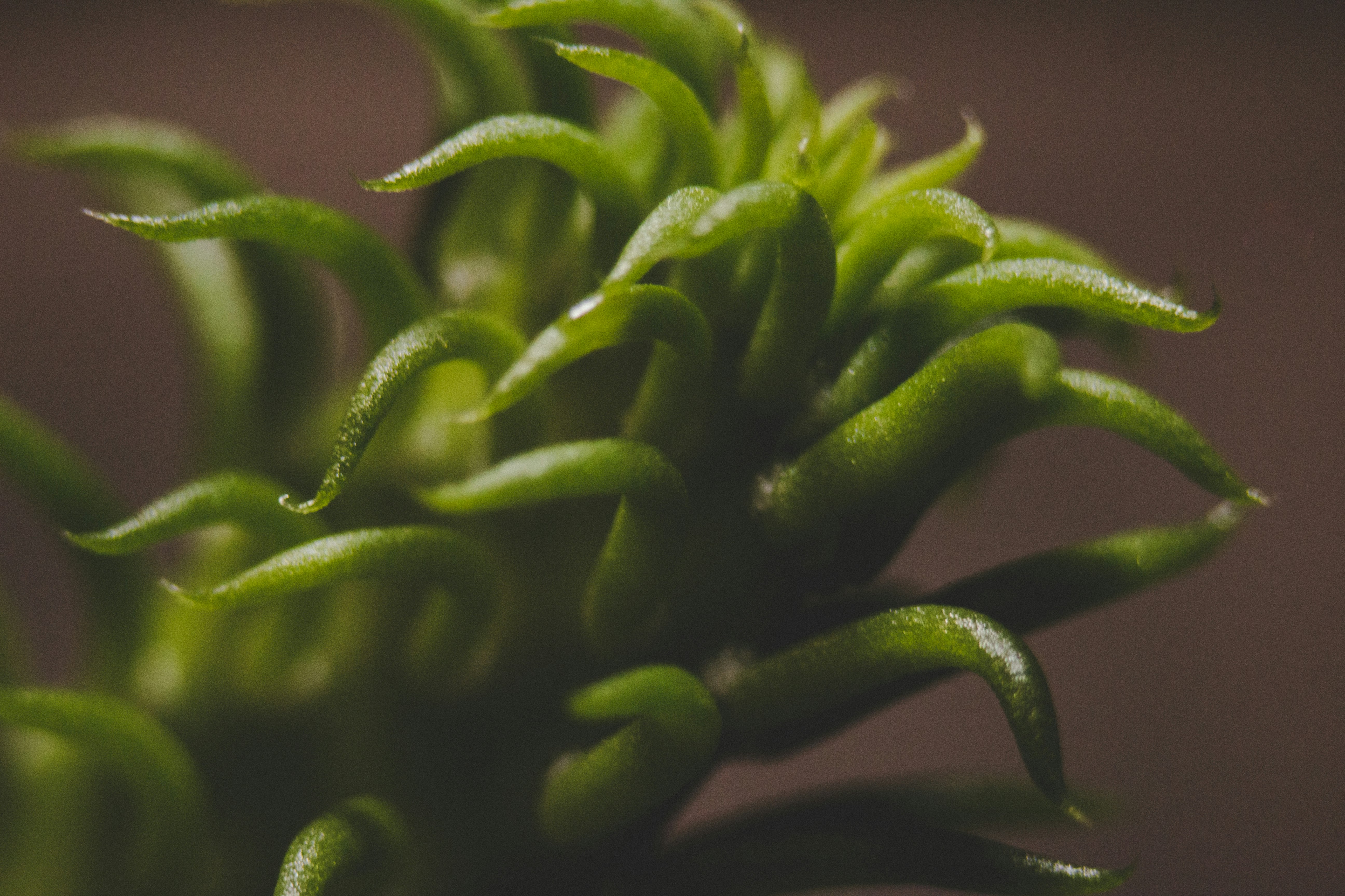 green plant in close up photography